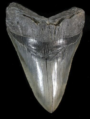 Serrated, Megalodon Tooth - South Carolina #41142
